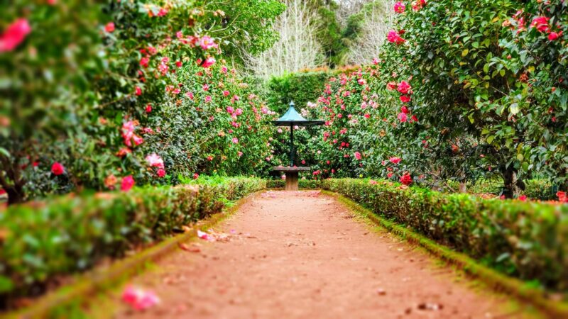 Blooms of Melbourne: Exploring the Stunning Gardens and Their Floral Treasures